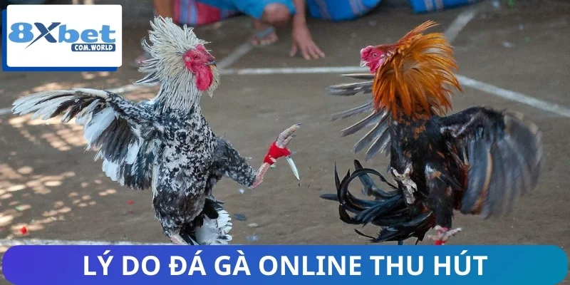 Lý do mảng đá gà ngày càng thu hút người xem