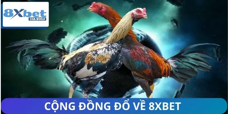 Xu Hướng Người Xem Đá Gà Live 8XBET – Làn Sóng Mới 2026 2 Nhà cái 8XBET chiếm trọn lòng tin của bet thủ